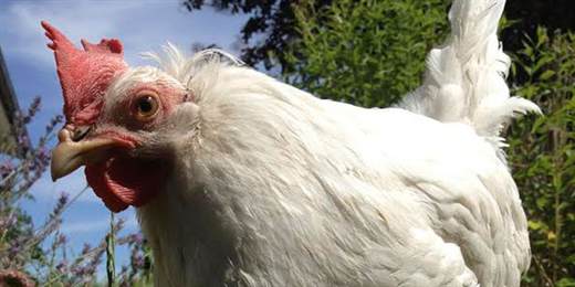 Hannah hos Frie Vinger